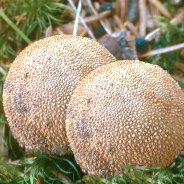 Slika Elaphomyces muricatus