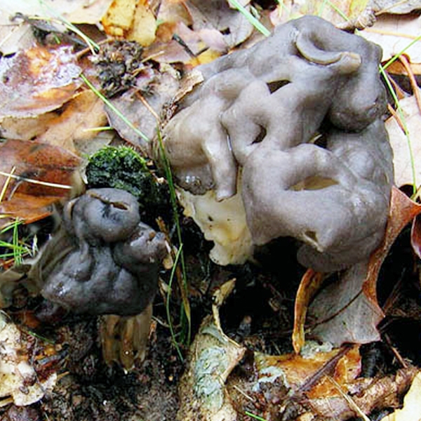 Slika Helvella sulcata 