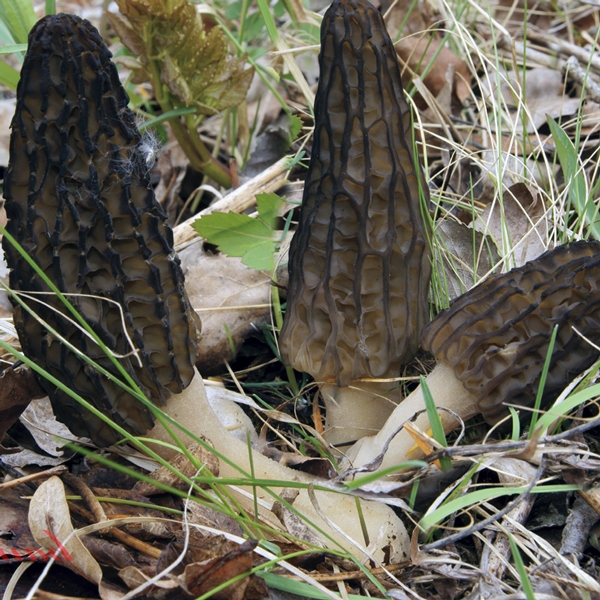 Slika Morchella conica var. costata