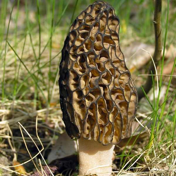 Slika Morchella conica