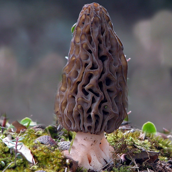 Slika Morchella deliciosa