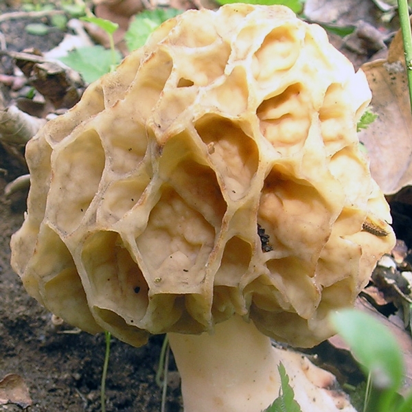 Slika Morchella esculenta var. rotunda