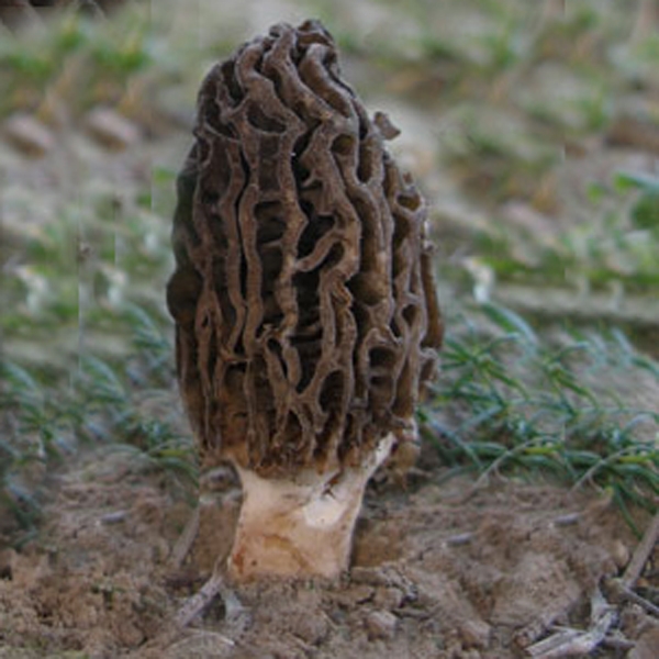 Slika Morchella hortensis