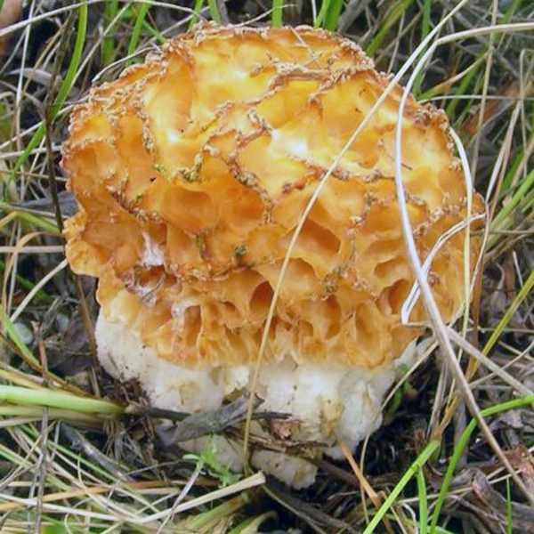 Slika Morchella spongiola