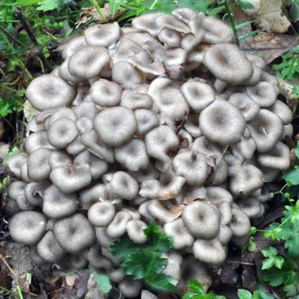 Slika Dendropolyporus umbellatus