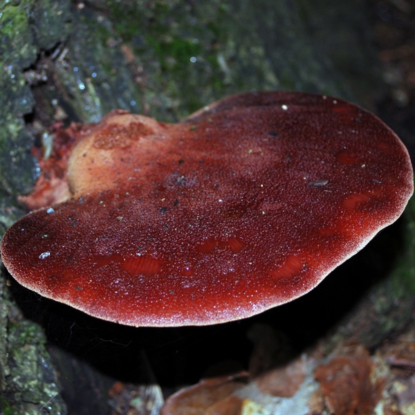 Slika Fistulina hepatica 