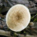 Slika Polyporus arcularius