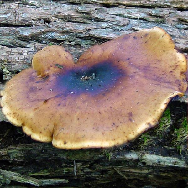 Slika Polyporus badius