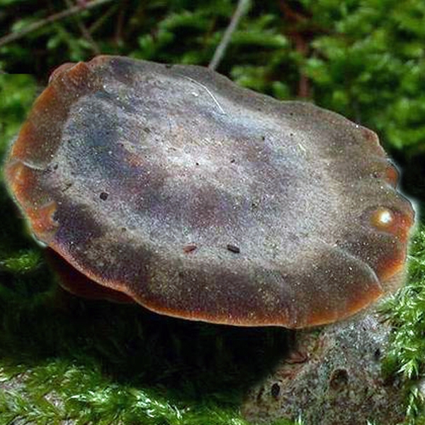 Slika Polyporus brumalis