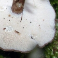 Slika Polyporus brumalis