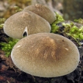 Slika Polyporus ciliatus