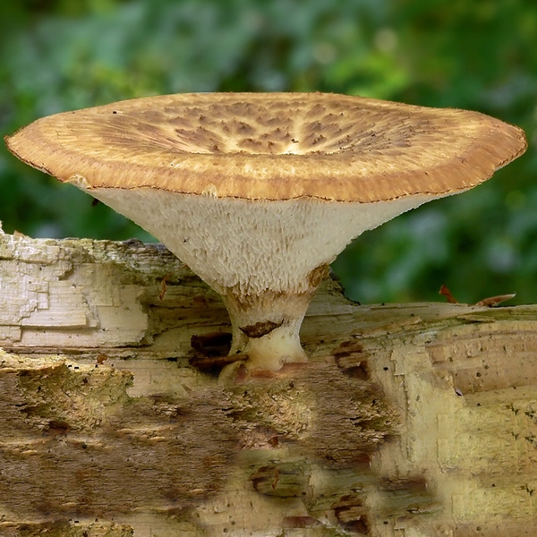 Slika Polyporus lentus