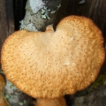 Slika Polyporus mori