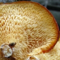 Slika Polyporus mori