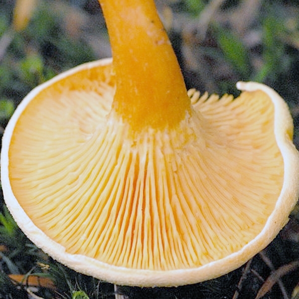 Slika Hygrophoropsis aurantiaca